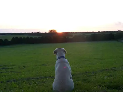 a dog sitting in a field watching the sunset at Silverspring Hideaways in Constantine