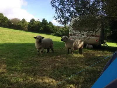 two sheep standing in a field of grass at Silverspring Hideaways in Constantine