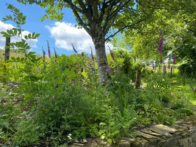 a garden with purple flowers and a tree at Owl Cottage in Looe