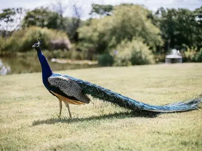 a peacock with a long tail standing in a field at The Old Coach House at Hendra Barns in Newquay