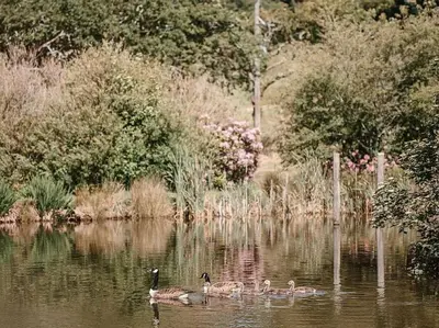 a group of ducks swimming in a body of water at The Old Coach House at Hendra Barns in Newquay