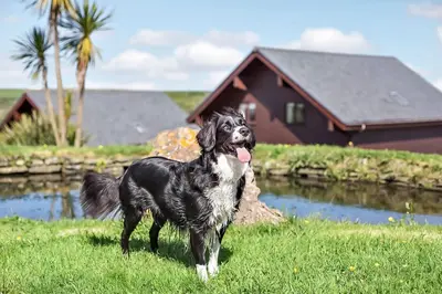 a black dog standing in the grass in front of a house at Lux Hot Tub Lodge, Retallack nr Padstow and Newquay in Padstow