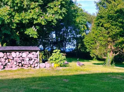 a bird walking in the grass next to a stone wall at Bream Barn - sea view, woodburner, easy walk to the beach, parking, full kitchen in Falmouth