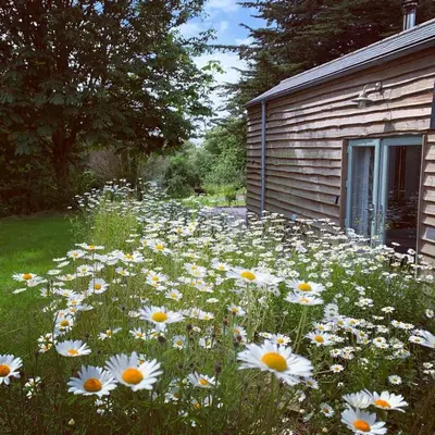 a field of daisies in front of a building at Bream Barn - sea view, woodburner, easy walk to the beach, parking, full kitchen in Falmouth