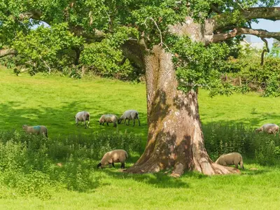 a herd of sheep grazing in a field next to a tree at Chalet Kingfishers Lodge by Interhome in Liskeard