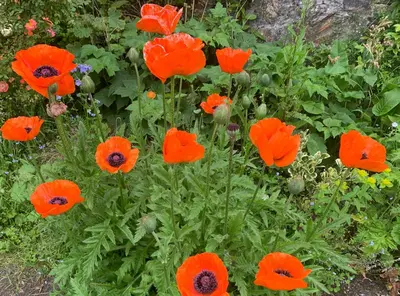 a group of red poppies in a garden at Kernyk in Redruth