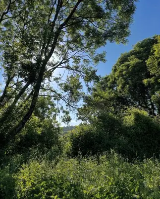 a forest of trees with a blue sky in the background at Elderflower Hut in Port Isaac