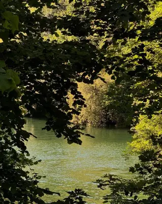a view of a river through some trees at Elderflower Hut in Port Isaac