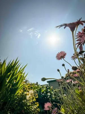 a field of flowers with the sun in the sky at Skylark House Padstow, Stylish Victorian Townhouse, Private Sauna, Cold Plunge and Log Burner in Padstow
