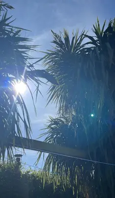 a view of the sun between two palm trees at Peaceful room near to beach - Newquay Porth in Saint Columb Minor