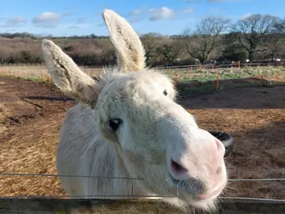 a white cow is standing behind a fence at Gateway to Cornwall in St Austell