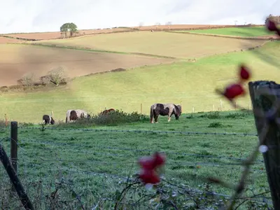 three cows grazing in a field behind a fence at Hayloft - Uk48766 in Looe