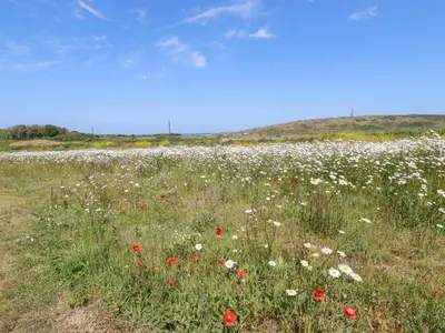 a field of red and white flowers in a field at Bramble Cottage in Hayle