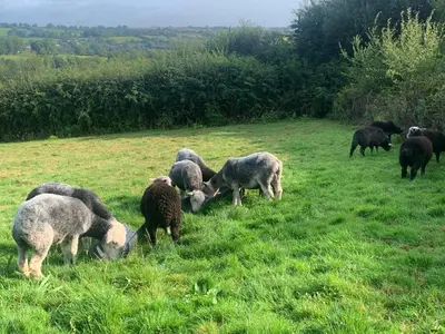 a herd of sheep grazing in a field of grass at Field View in Liskeard