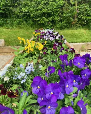 a bunch of purple flowers in a garden at Field End in Liskeard