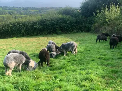 a herd of sheep grazing in a field of grass at Field End in Liskeard