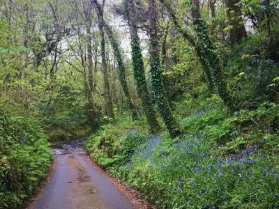 a dirt road in the middle of a forest with blue flowers at Abel's Cottage gorgeous character barn Crackington in Crackington Haven