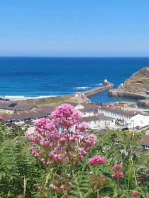 a group of pink flowers in front of the ocean at Harbour View apartment in Portreath in Portreath