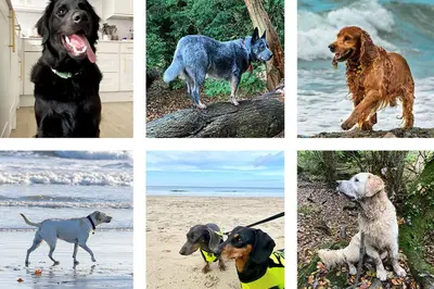 a collage of different types of dogs on the beach at Sandy Nook, Portreath, Cornwall in Portreath