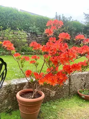 a plant with red flowers in a pot at flat with Cornish charm, parking and garden in St Ives