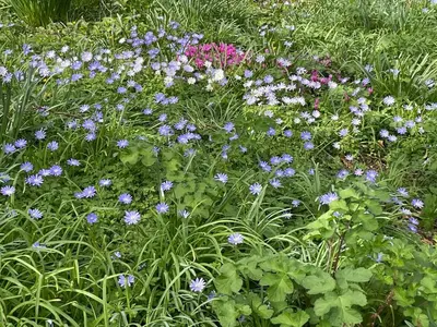 a bunch of purple flowers in a garden at Penarvon House - Stunning Waterfront Escape with Games Room in Manaccan