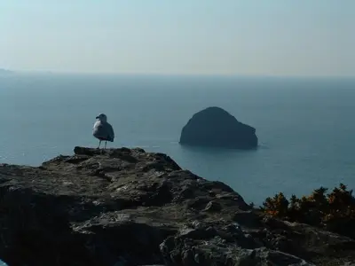 a bird sitting on a rock near the ocean at Bay View Cottage - Amazing sea views and 3 bedrooms Sleeps 6-8 in Treknow
