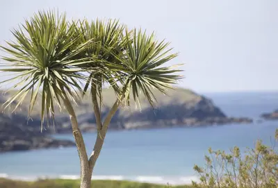 a palm tree in front of a body of water at Cinq 5 Zinc in Fistral, Newquay in Newquay