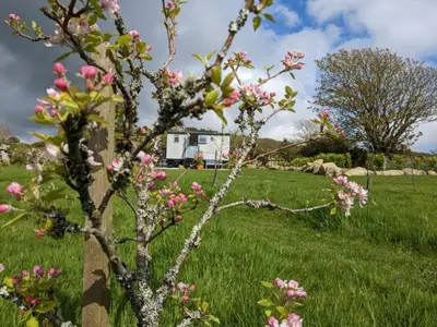 a tree in a field with pink flowers at Teg in Helston