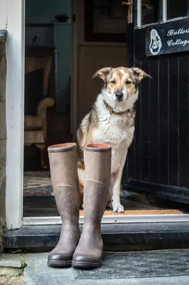 a dog standing in the doorway with a pair of boots at Levalsa House in Pentewan