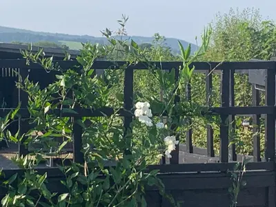 a garden with white flowers on a wooden fence at Stable End in Liskeard