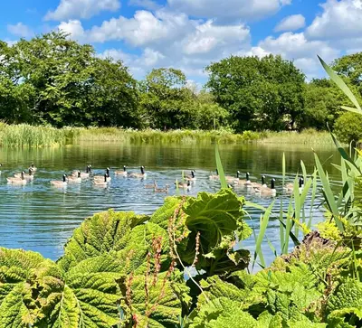 a group of ducks swimming on a lake at The Lake House , luxury rural retreat in Ladock