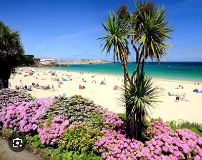 a beach with people and palm trees and pink flowers at 11 longstone house St ives carbis bay in Carbis Bay