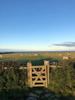 a wooden gate in a field with a herd of animals at Characterful cottage near Tintagel and coast path in Treknow