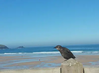a bird sitting on top of a wooden fence at the beach at Headland Hideaway, Fistral Beach Newquay, Cornwall in Newquay