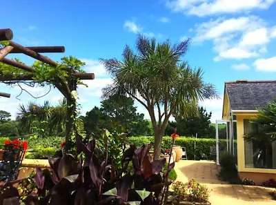 a garden with a palm tree and a house at Lanteague Cornwall with stunning Sea Views in Gillan