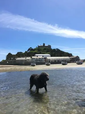 a black dog is standing in the water at Pendunes - Spectacular views, turquoise sea, love Cornwall in St Ives