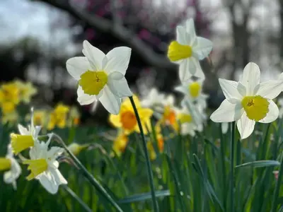 a bunch of white and yellow flowers in a field at Pandia Cottage in Bodmin