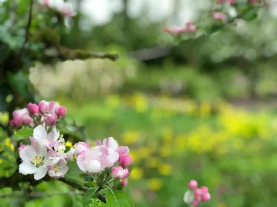 a bunch of pink and white flowers on a tree at Pandia Cottage in Bodmin