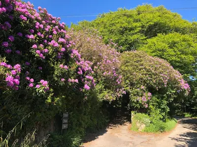 a garden with pink flowers on a dirt road at Pandia Cottage in Bodmin