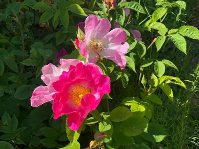 a group of pink flowers in a garden at Pandia Cottage in Bodmin