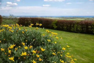 a field of yellow flowers in a green field at Tregaron in Penryn