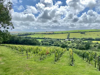 a vineyard in a green field with clouds in the sky at Riverside cottage on private wildlife estate 1-bed in Washaway