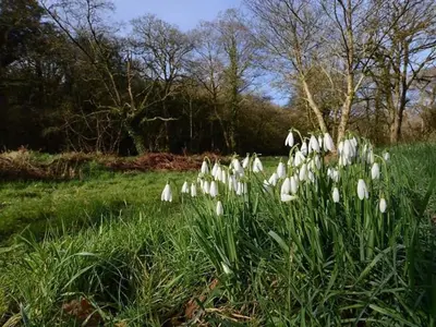 a bunch of white flowers in the grass at Riverside cottage on private wildlife estate 1-bed in Washaway