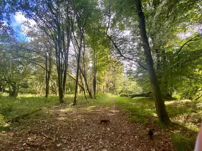 a path through a wooded area with trees at Riverside cottage on private wildlife estate 2-bed in Washaway