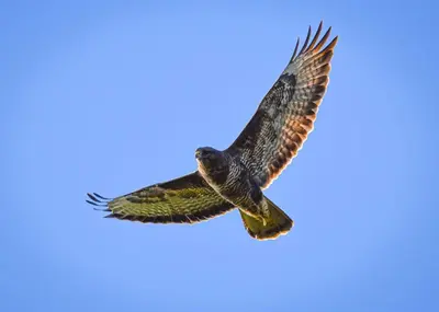an eagle flying in the sky at Riverside cottage on private wildlife estate 2-bed in Washaway