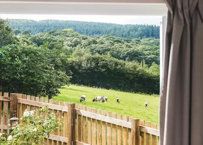 a group of sheep grazing in a field behind a fence at Riverside cottage on private wildlife estate 3-bed in Washaway