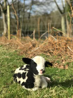 a black and white calf laying in the grass at Riverside cottage on private wildlife estate 3-bed in Washaway