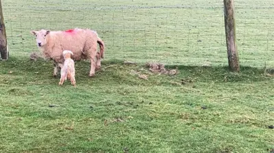 a sheep and a baby lamb standing in a field at Phoenix Farm Shepherds Hut in Liskeard
