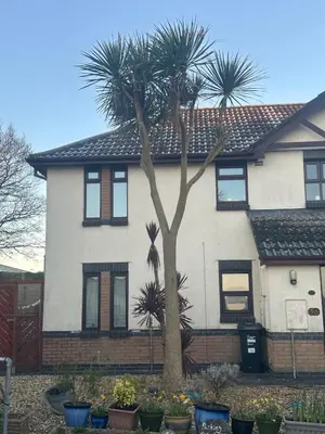 a house with a palm tree in front of it at Tranquil one bed flat in Newquay
