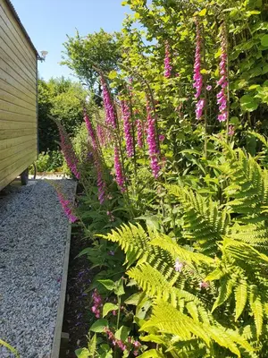 a garden with pink flowers and green plants at Cornwall Luxury Hot Tub Huts in Camelford